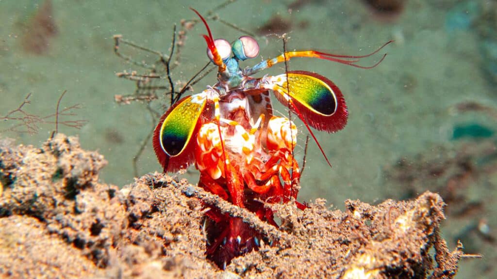 mantis shrimp tijdens het duiken