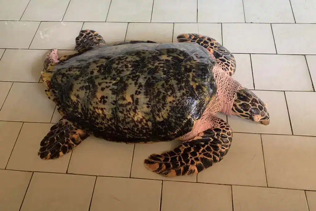 volwassen schildpad in pemuteran