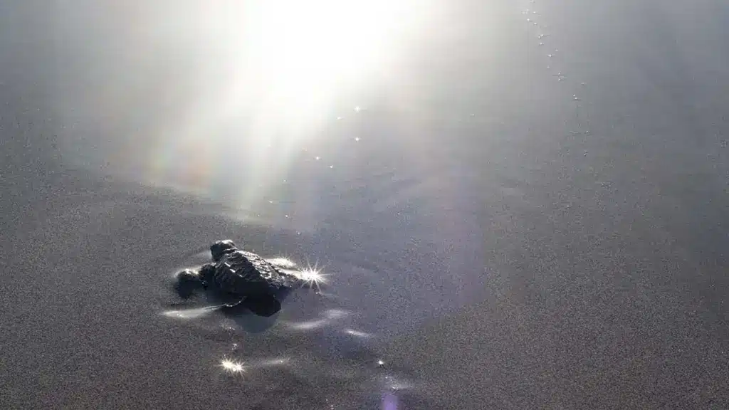 babyschildpad loopt naar zee