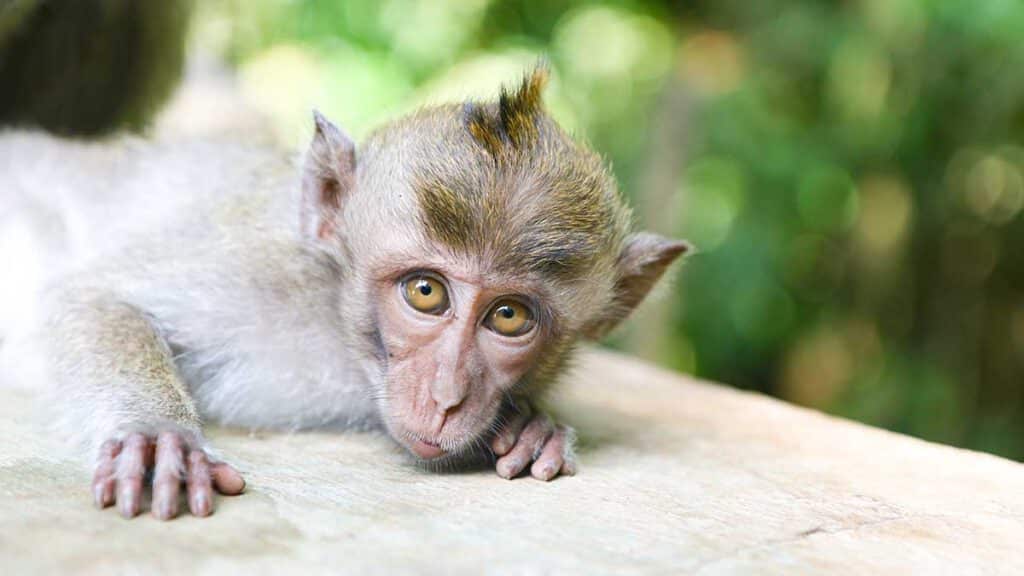 baby aap op bali