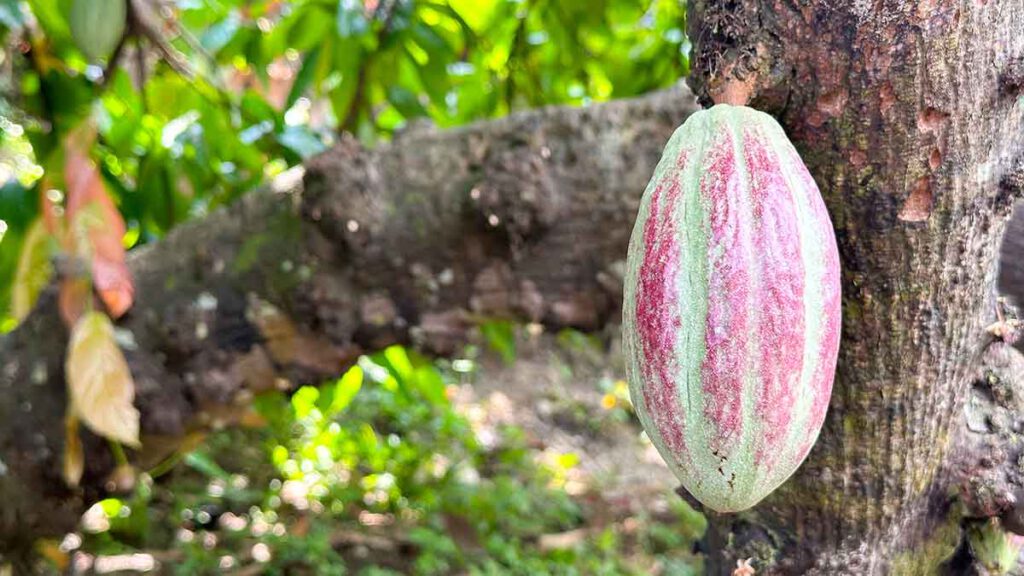 cacao op bali