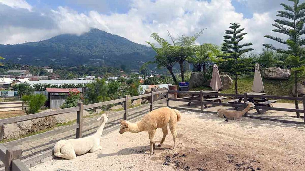 alpaca bij bali farm house