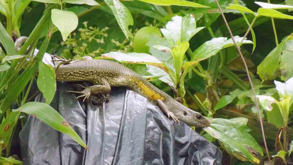 hagedis tijdens een wandeling in ubud