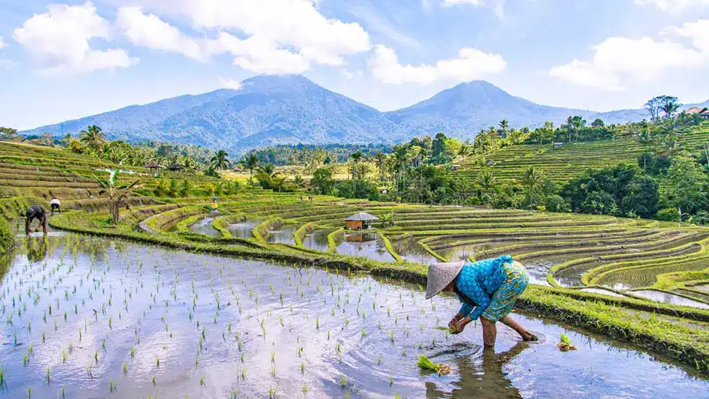 rijst planten in jatiluwih met de batukaru op de achtergrond