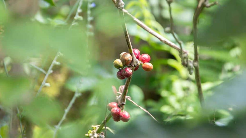 koffiebessen op een koffieplantage in bali