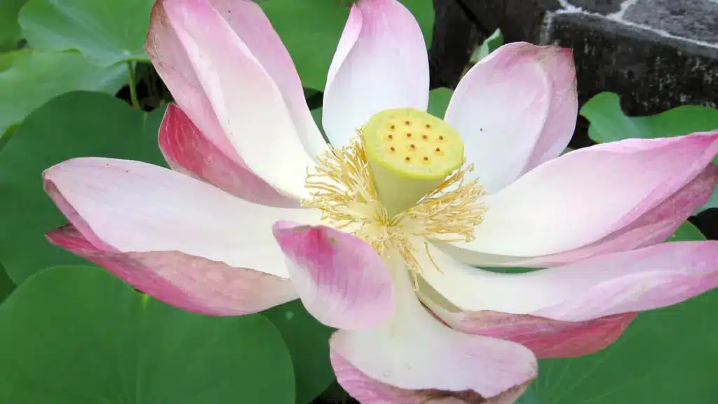 lotusbloem op bali
