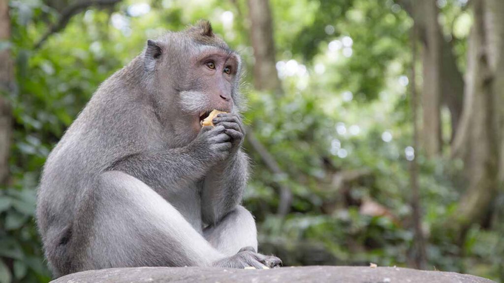 makaak op bali