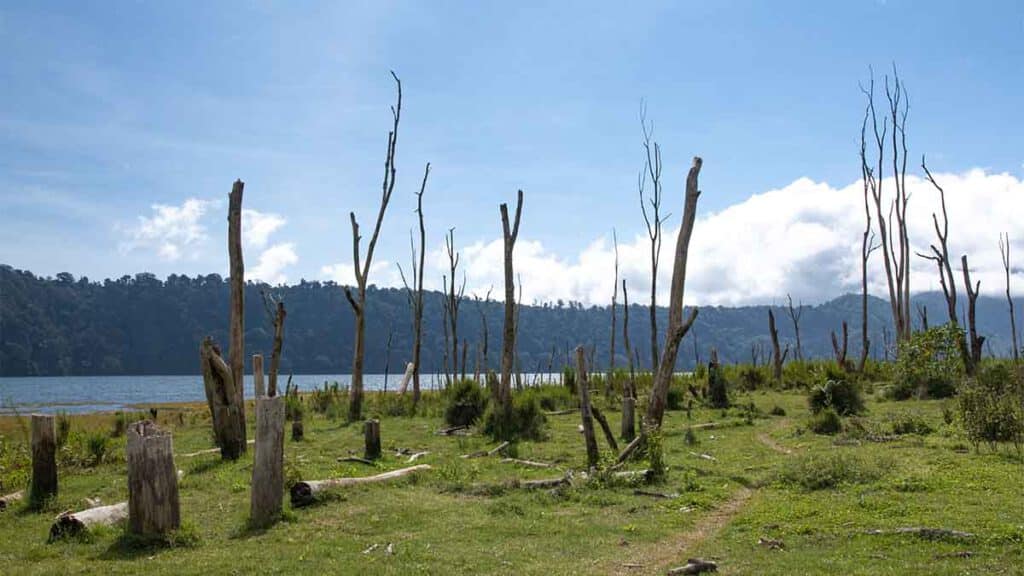 verdronken bos in miunduk