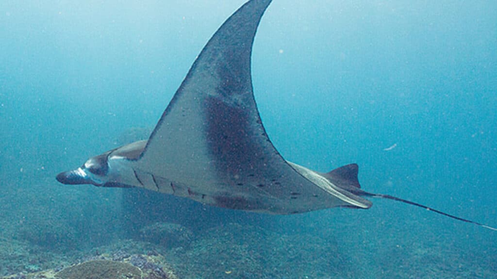 manta bij nusa penida