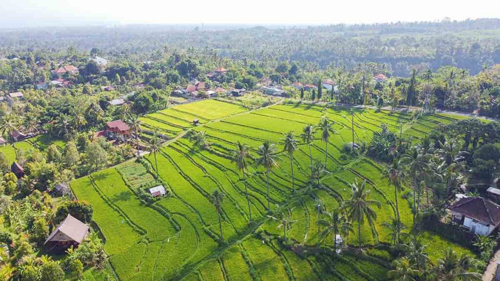 rijstvelden sambangan