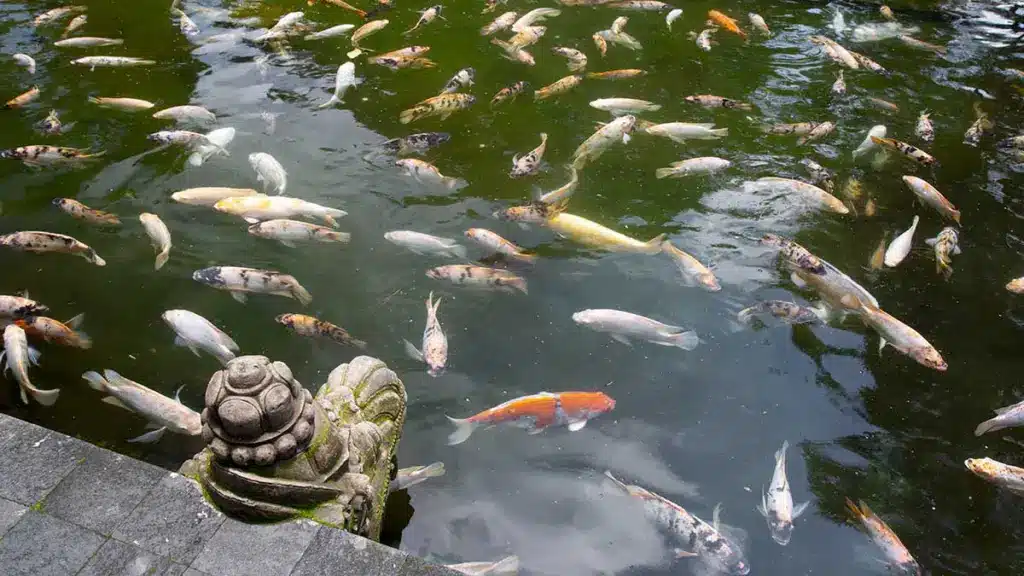 vissen in een bassin van tirta empul bali