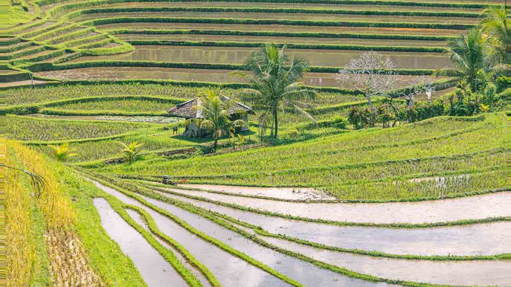 kronkelige rijstvelden op bali