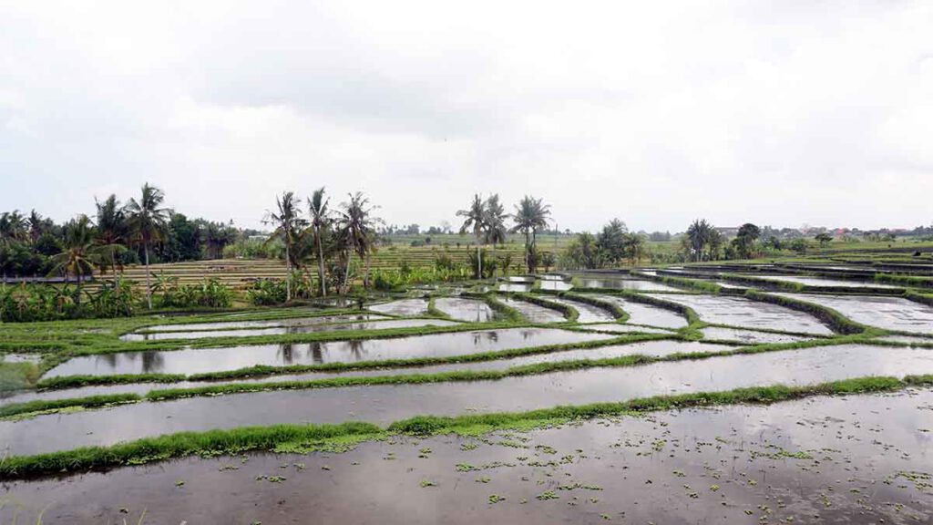 rijstvelden in canggu