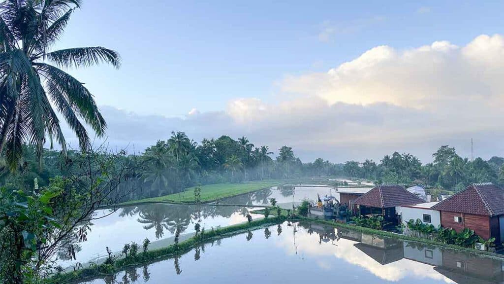 rijstvelden desa kedisan