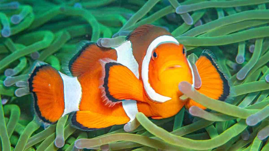 clown fish op bali