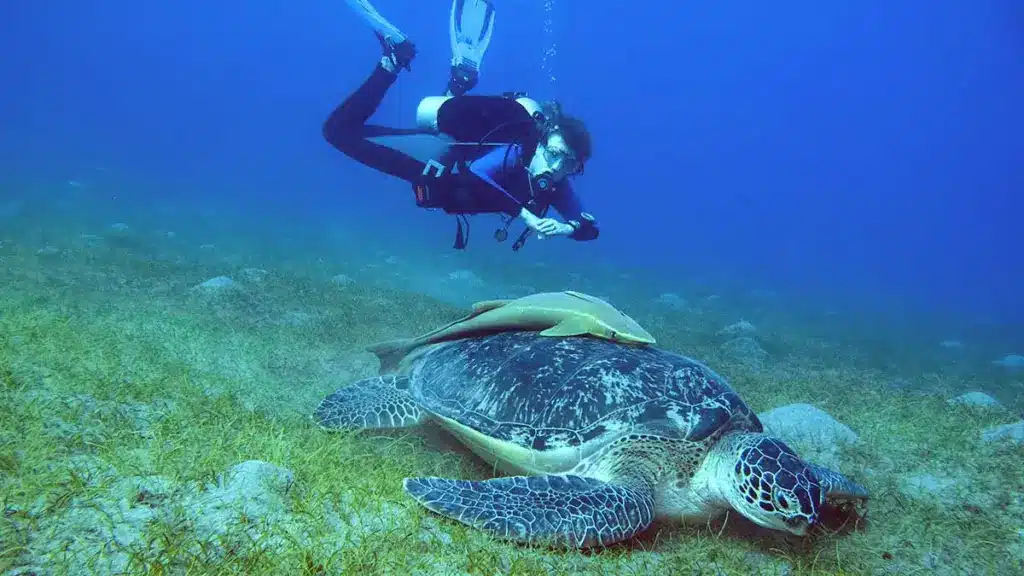 jenny duikt met een schildpad