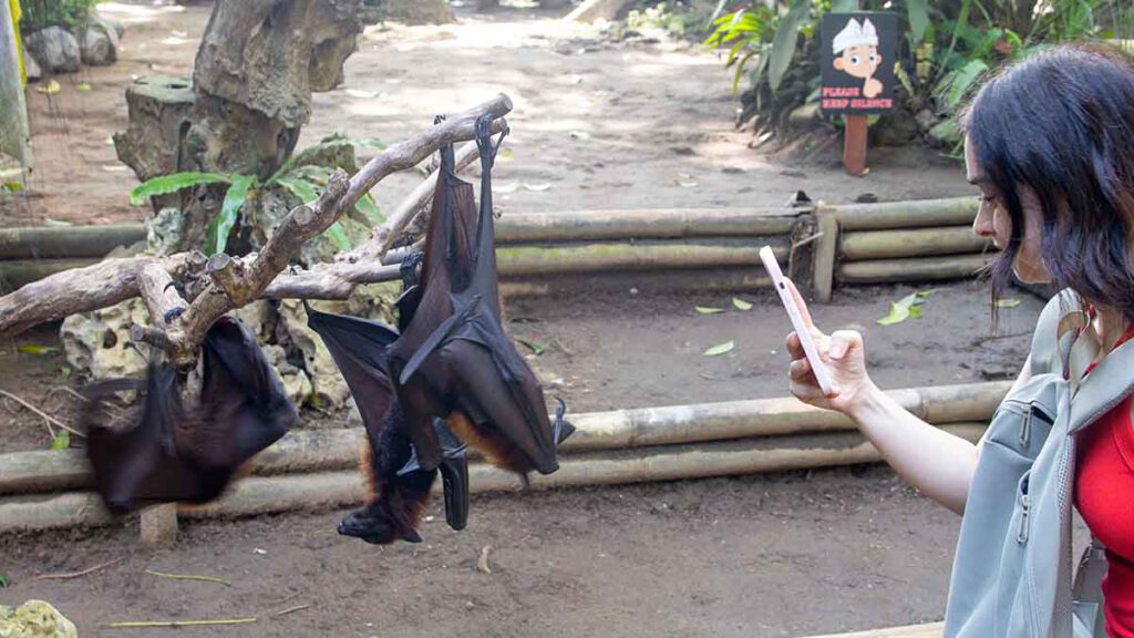 op de foto met vleermuizen en dieren op bali