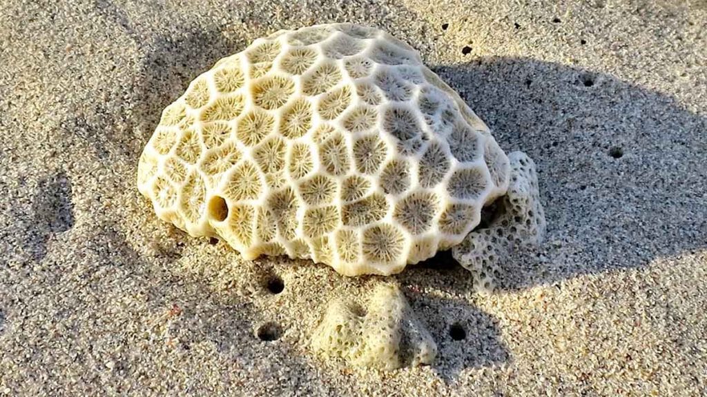 koraal op de stranden van nusa penida