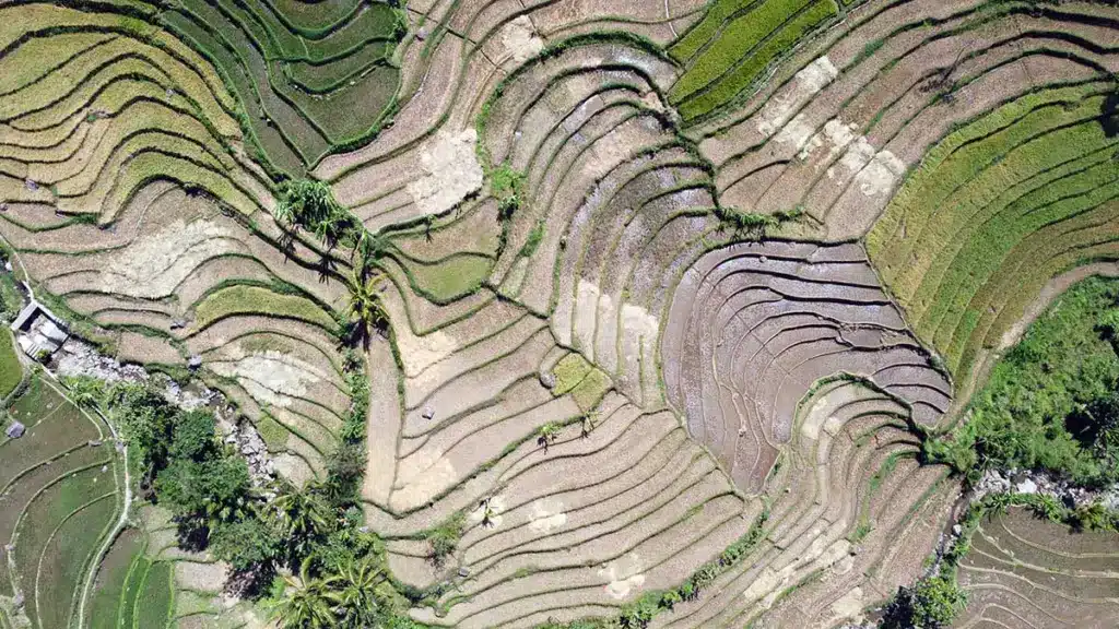 rijstvelden in indonesie