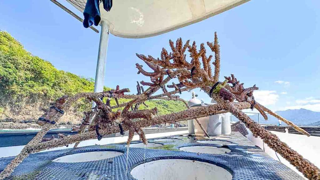 reef star bali