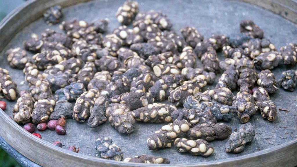 luwak koffie bali