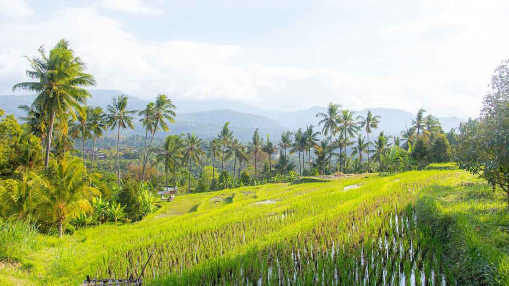 de rijstvelden van mayong in noord-bali