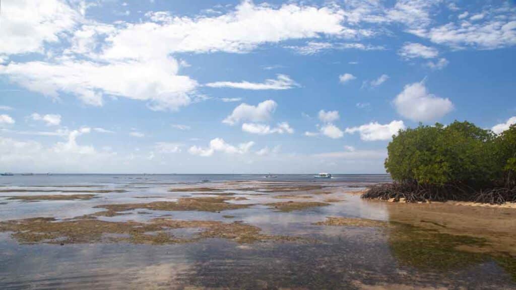 mangrove beach lembongan