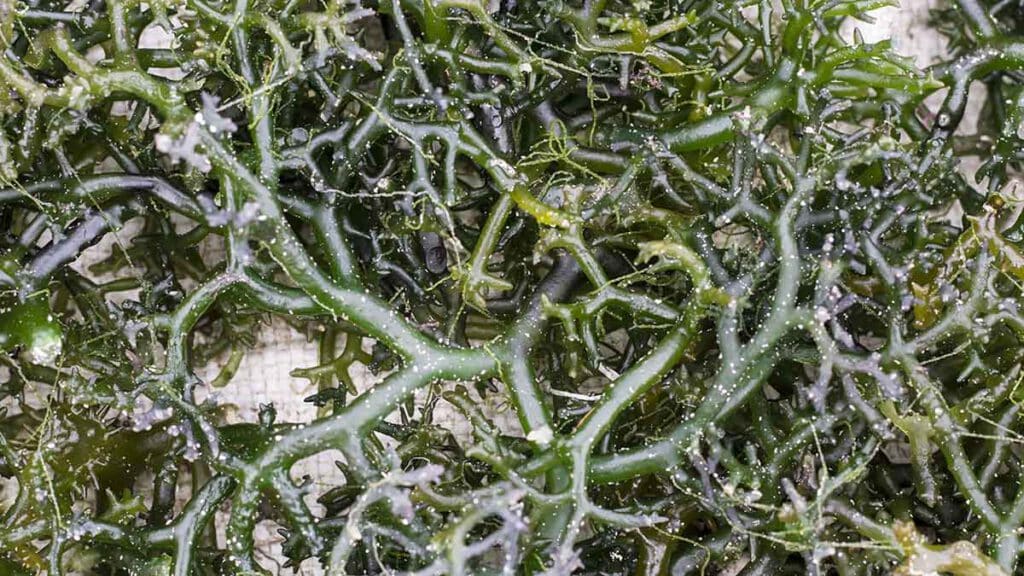 zeewier bij nusa lembongan