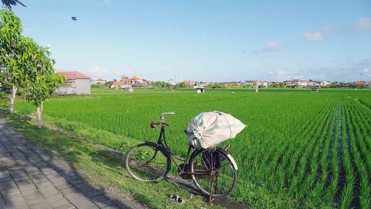 fiets in de rijstvelden