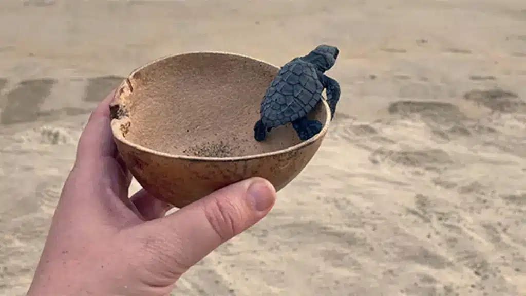 baby schildpad vrijlaten