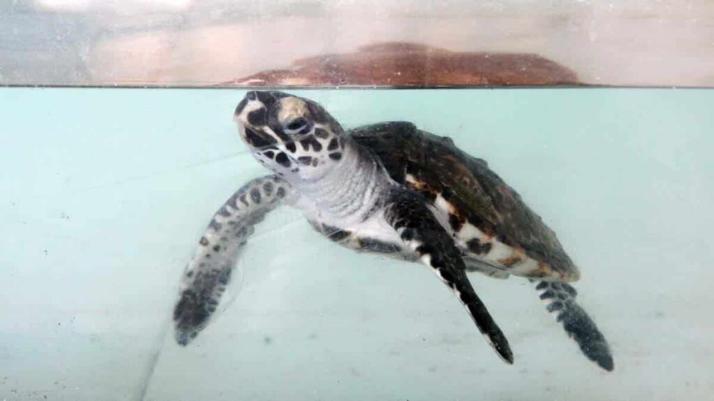 schildpad opvang