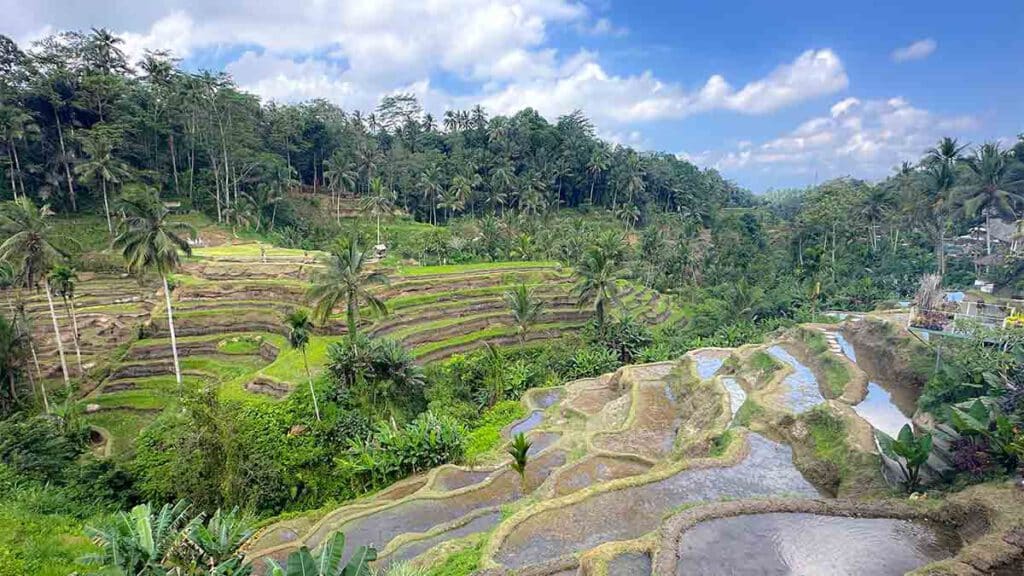 tegelalang rice terrace