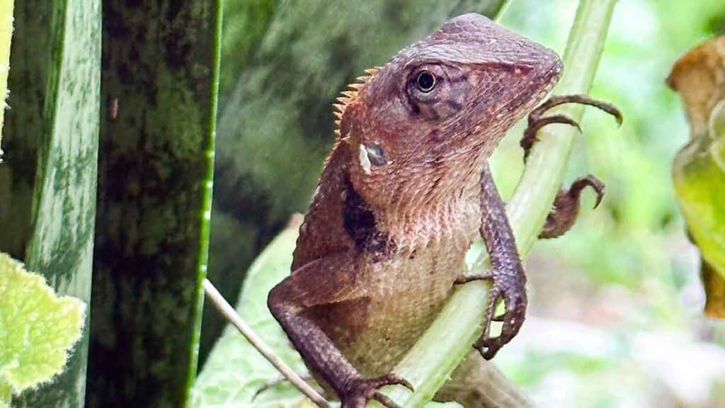 gekko
