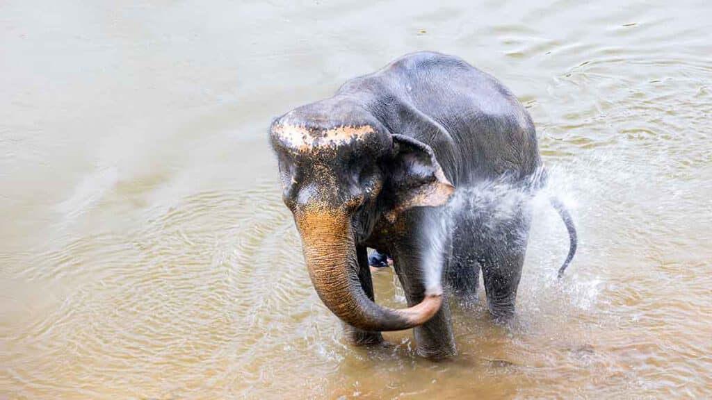 olifant in het water