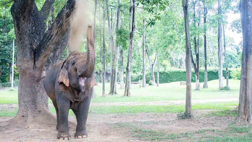 olifant