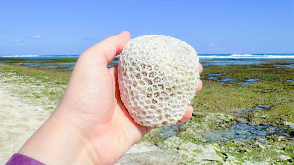 koraal op nyang nyang beach