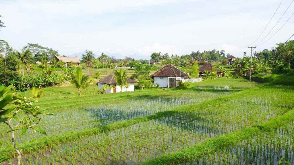 rijstvelden campuhan ridge ubud