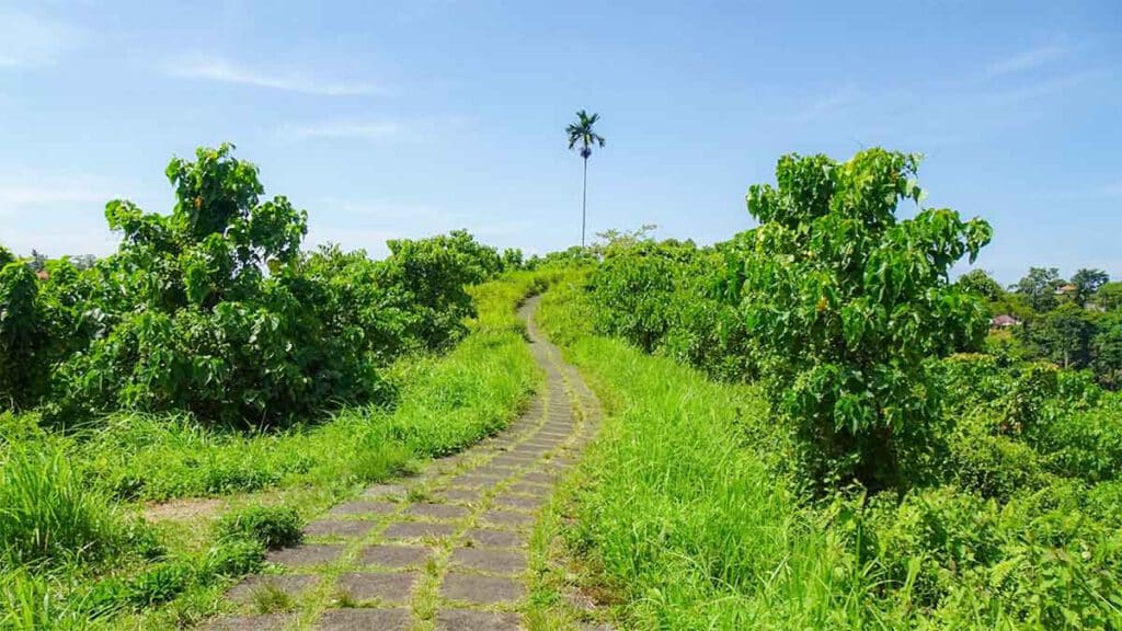 wandelen in ubud over de campuhan ridge