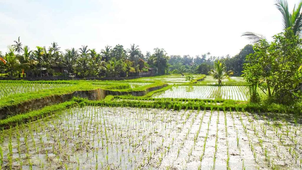 rijstvelden bij ubud