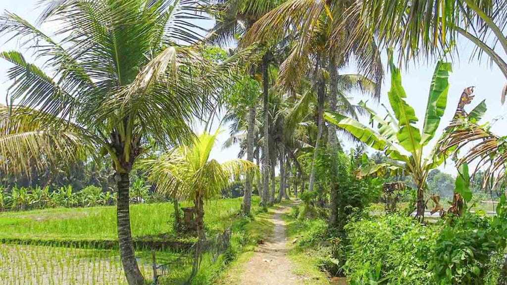 wandeling in ubud bij de kajen rijstvelden