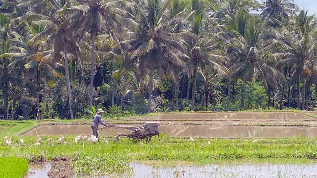 man werkt op de rijstvelden in bali