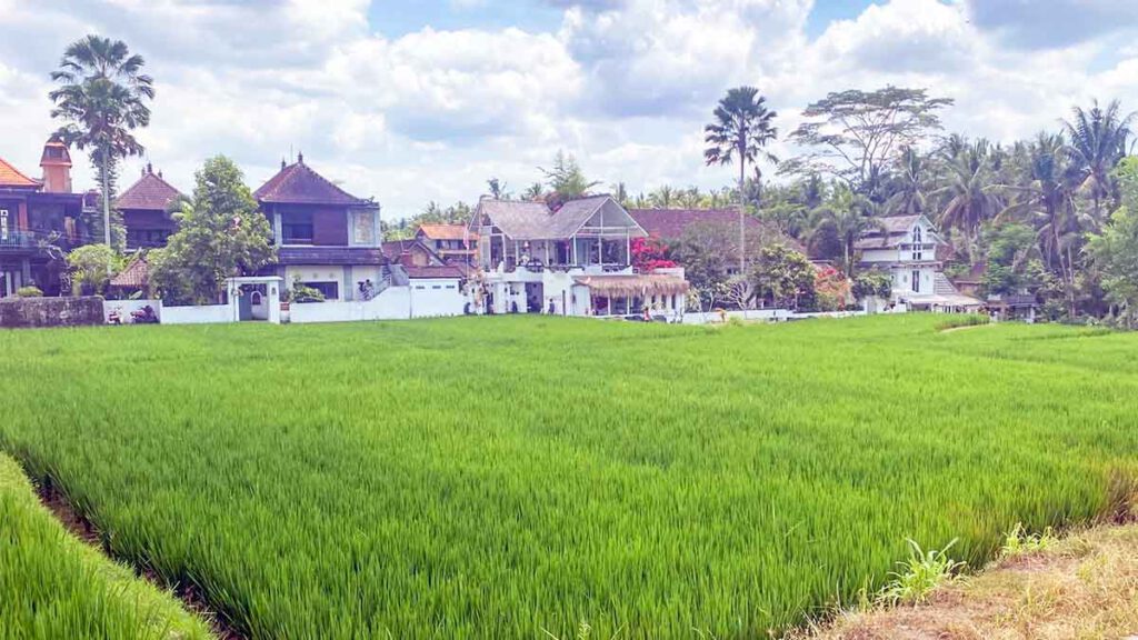 sawah bij de sari organic wandeling in ubud