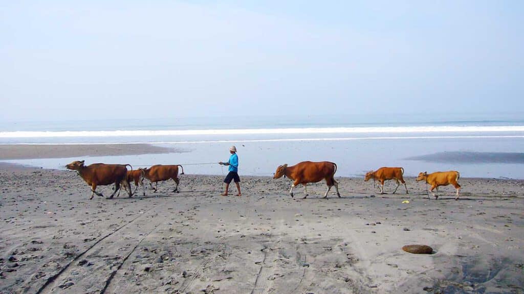 koeien op het strand